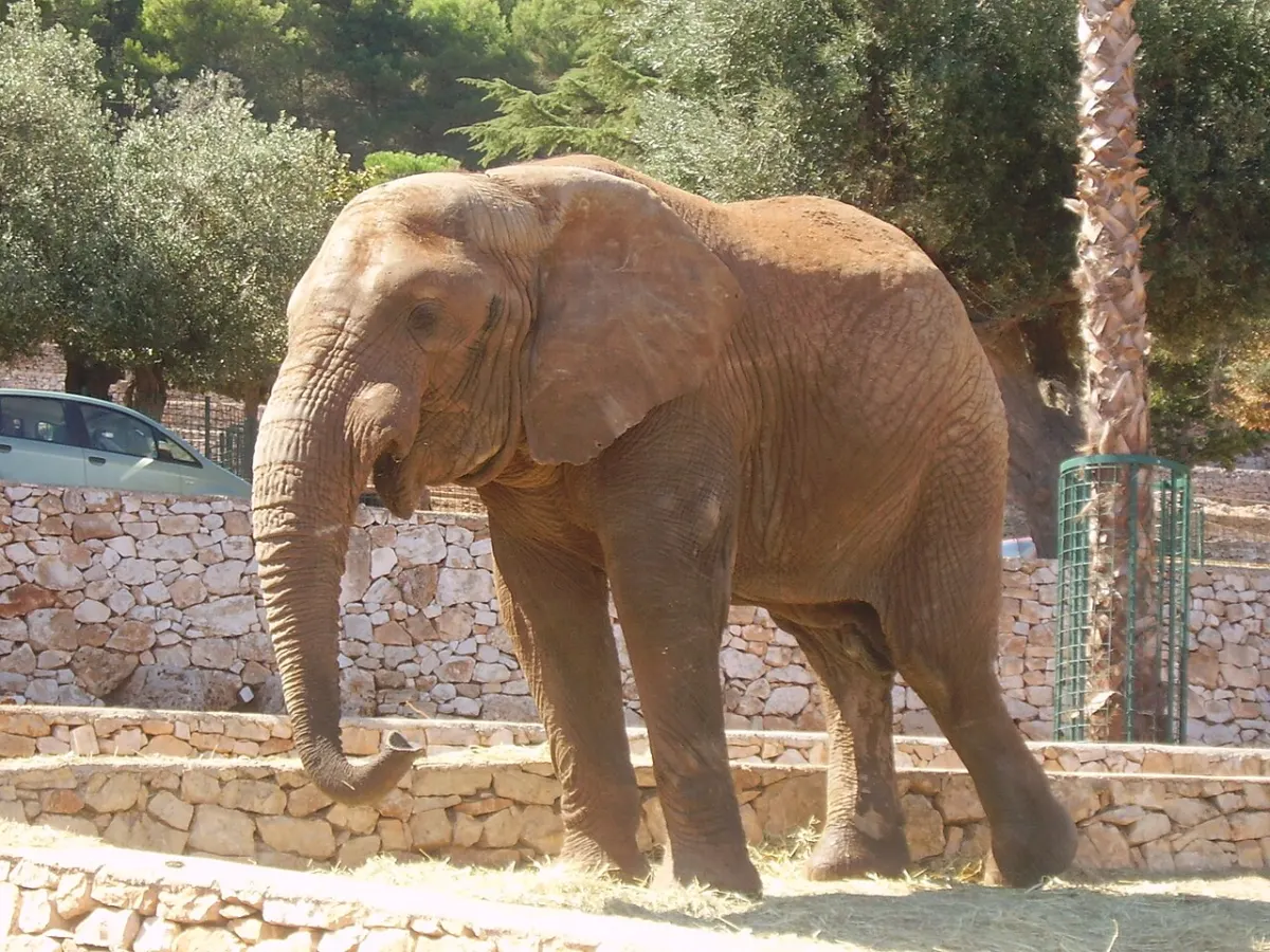 Ein Elefant im Zoosafari von Fasano. Historische Aufnahme, kein aktueller Tierbestandsnachweis.